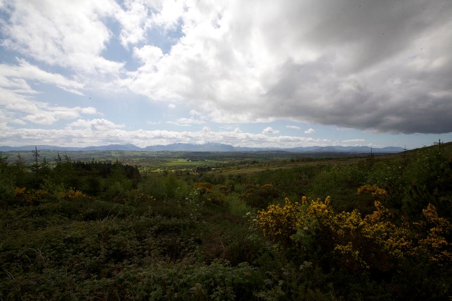 St Patrick 16_Ballygaboon Woods_9941_large